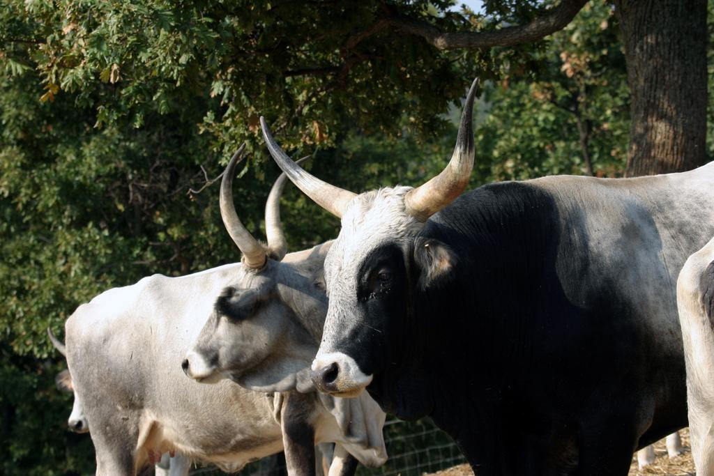 Fattoria Poggio Foco Villa Manciano Dış mekan fotoğraf